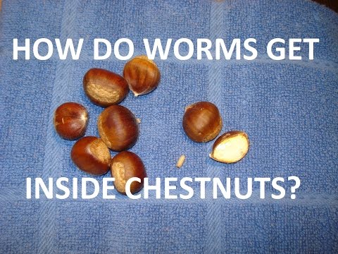 Como se livrar de Worms em Chestnuts