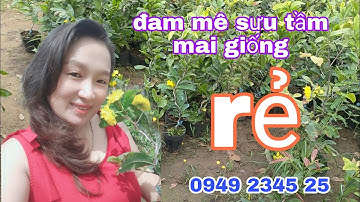 mai cúc 7 tầng-gia định-hoa hồng thanh tú-vip-đại lộc-tho hương- đủ loại-giá rẻ-0949234525