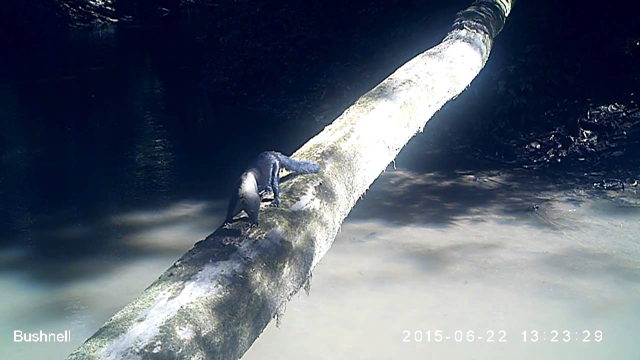 Tayra Unusual Behaviour. Fishing. Peru Amazon Rainforest