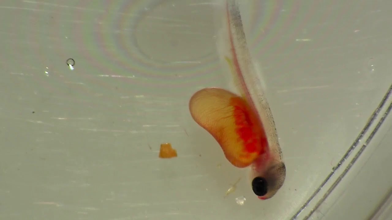Microeye Rainbow Trout Alevin YouTube
