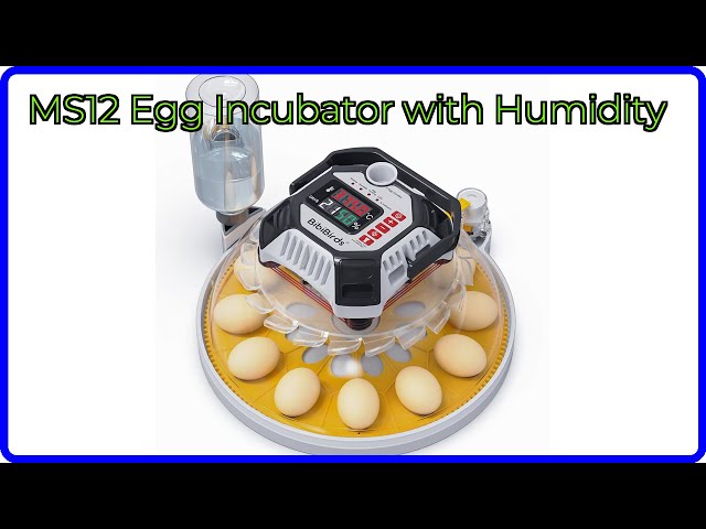 REVIEW (2026): MS12 Egg Incubator with Humidity. ESSENTIAL details