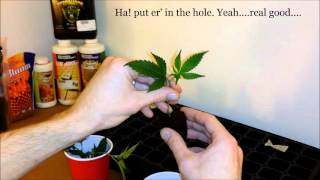 Cloning Cannabis 101 - Simple and Proven
