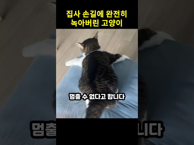 집사 손길에 완전히 녹아버린 고양이