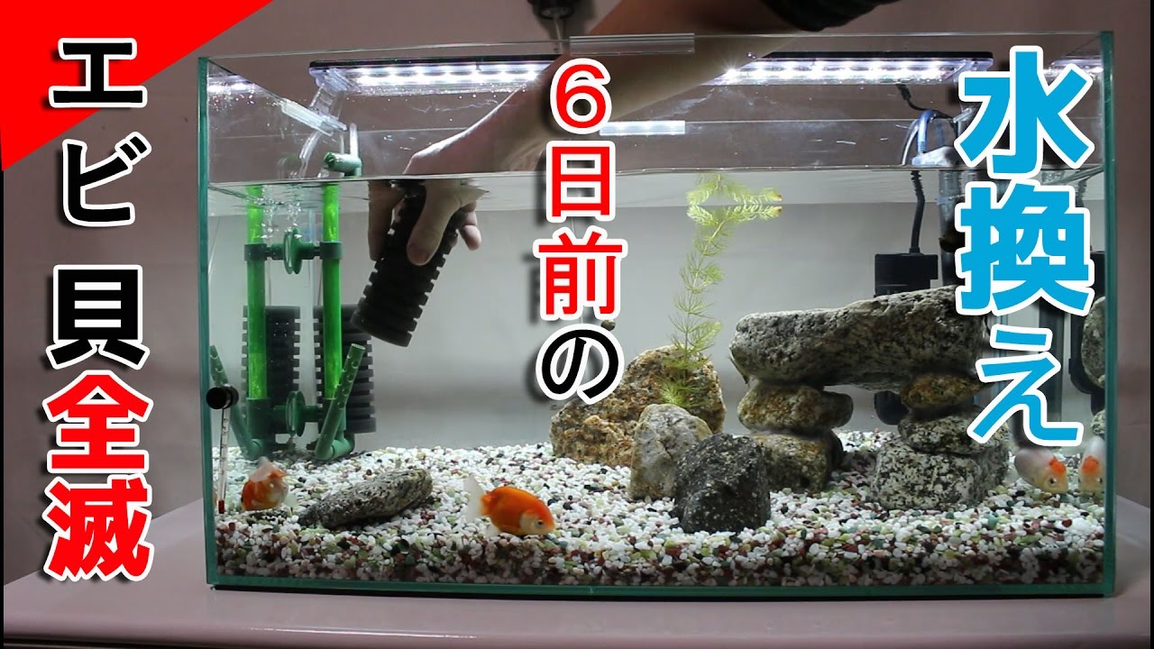 大惨事3日前水換え プロホースエクストラはメチャ使いやすい 開封そして使用感レビュー Youtube