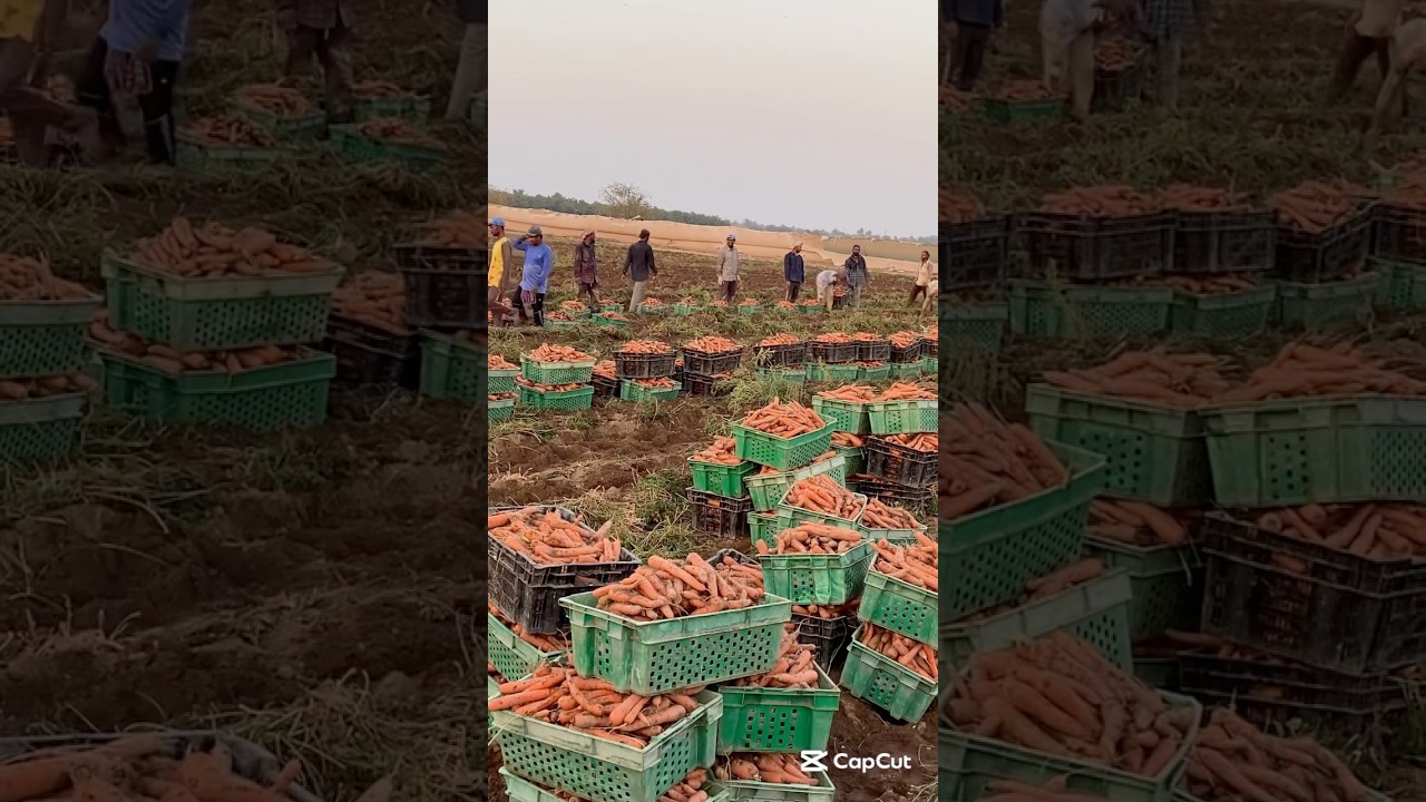 Carrot Harvesting From Plot 