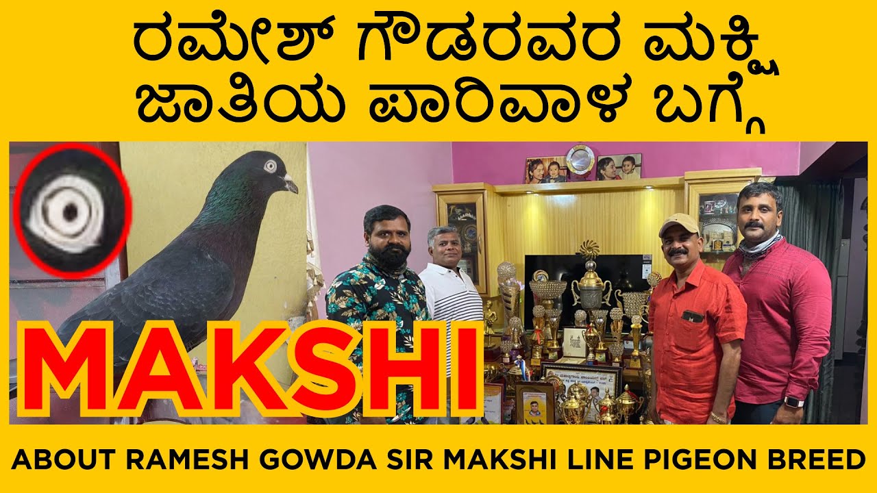 ರಮೇಶ್ ಗೌಡರವರ ಮಕ್ಷಿ ಜಾತಿಯ ಪಾರಿವಾಳ ಬಗ್ಗೆ | About ramesh Gowda sir makshi line pigeon breed