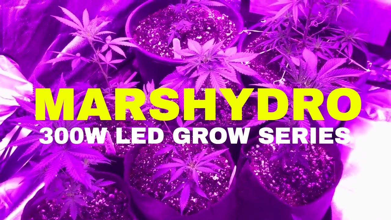 MarsHydro 300w LED Grow Series #3