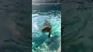 Ozzy keeping cool and having fun during a hot Arizona summer day!