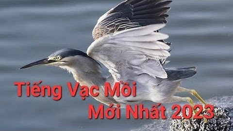 Tiếng vạc đánh lưới đêm mới nhất - 夜鹭
