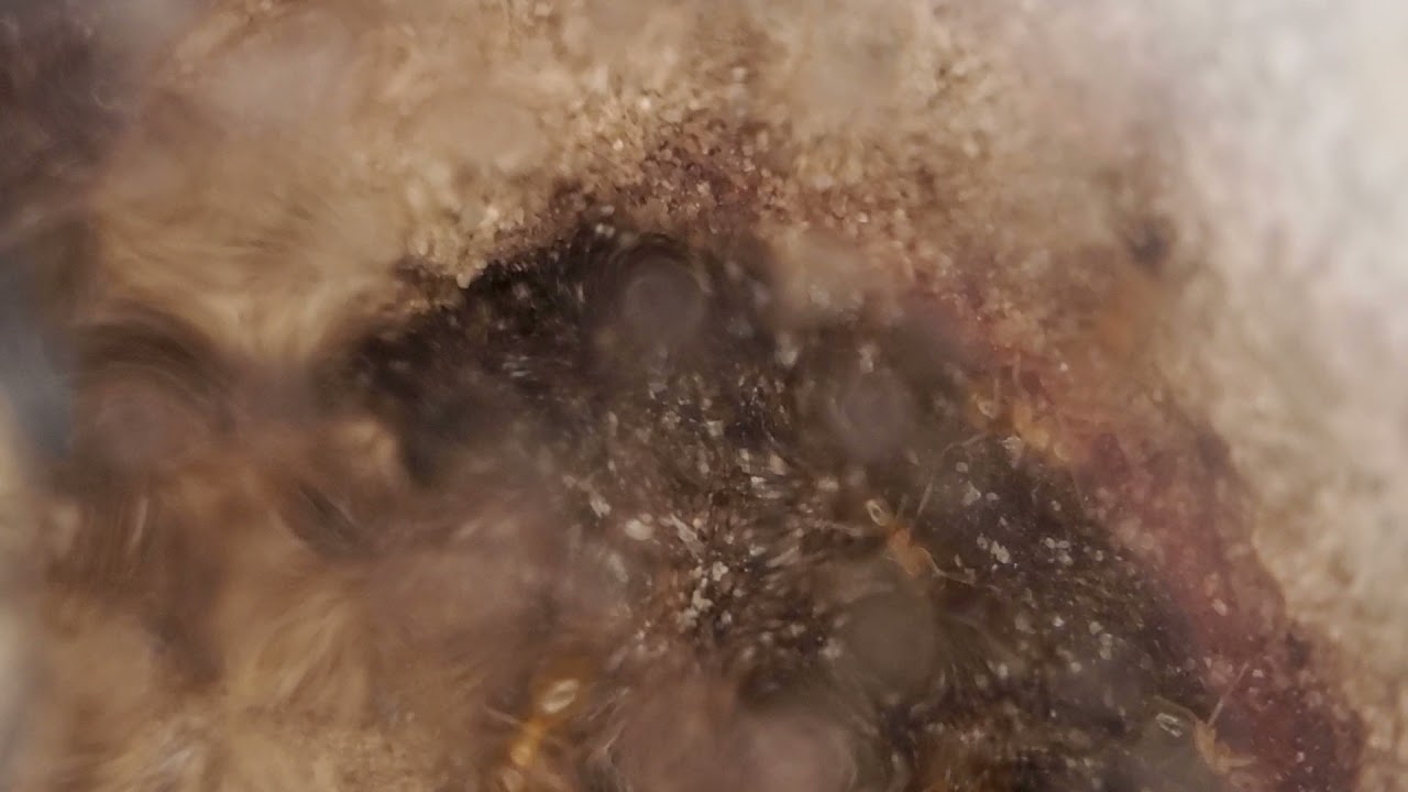 Nylanderia cf. arenivaga