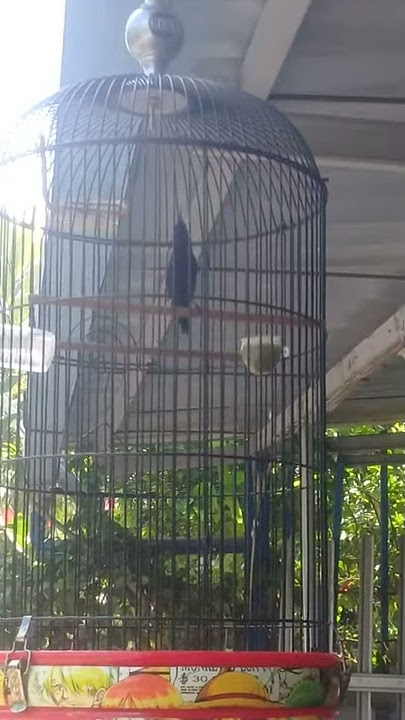 kolibri black sunbird full nembak