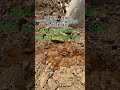 Soil conditioner for saline-alkali soil. Improve and Loosen soil