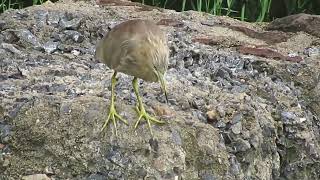 #nature12   is it #Squacco heron #birds #stressrelief  #calm #serene #nature #greenary screenshot 5