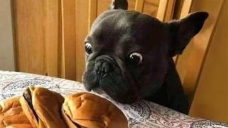 When You Have A Dramatic French Bulldog Funny Dog Videos 2025