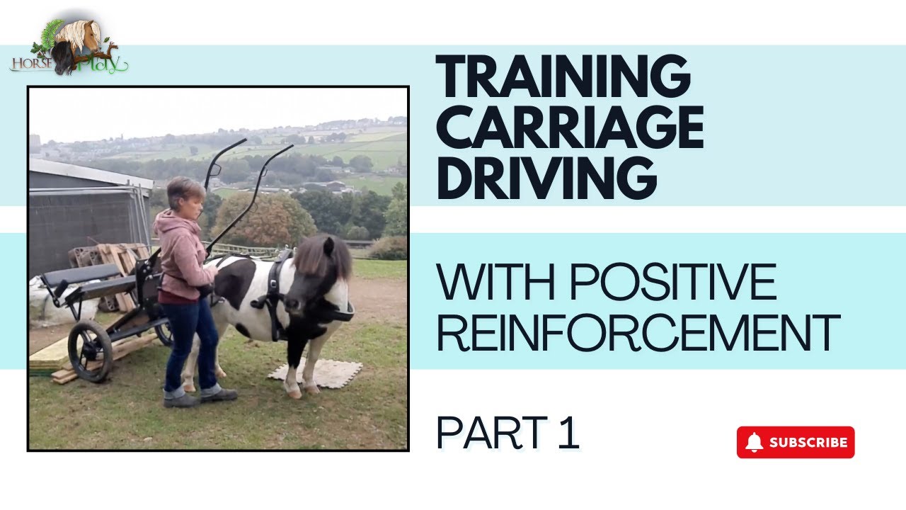 Training Carriage Driving Using Positive Reinforcement: Part 1