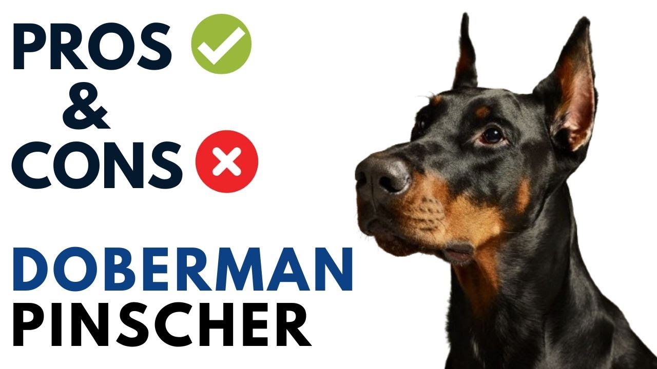 Doberman Dog Pros and Cons Doberman Pinscher Advantages and