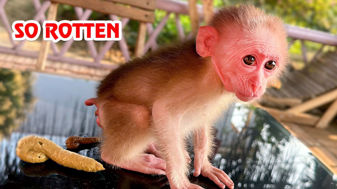 Давайте посмотрим на забавные ситуации с обезьянкой Хаки, которые заставят вас смеяться до упаду!!!