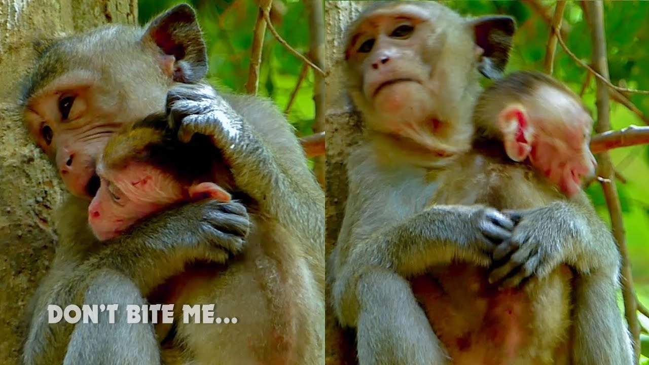Oh My Goodness...! Why Albert bite poor orphan monkey Elpida like this? Elpida cry angry Alberto