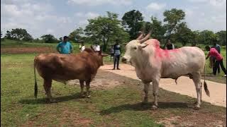 Huk King Arjun Vs Layla Bullfight #bull #bullfightsinmaharashtra #fighting #village #shorts