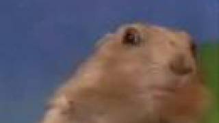 dramatic chipmunk