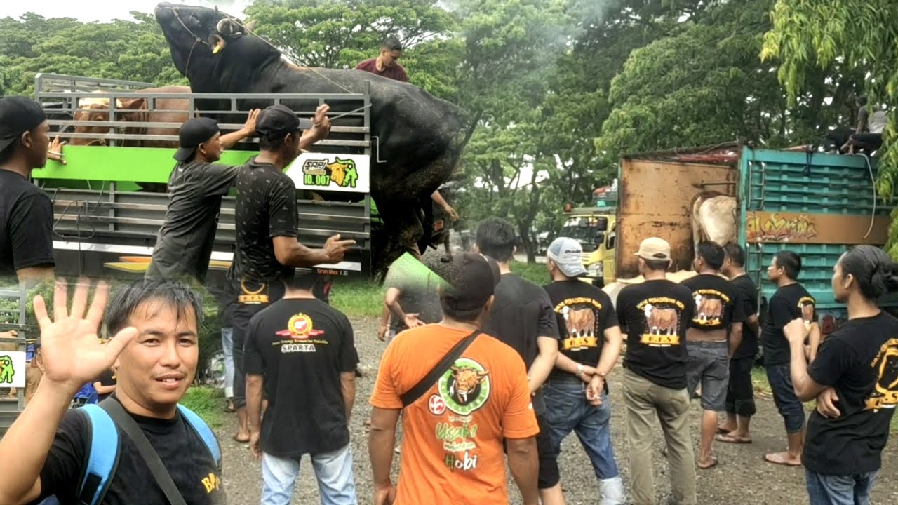 SAPI JUMBO DERETAN SAPI GO KALIMANTAN 💯💯💯 - YouTube