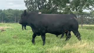 3 blaze faced black simmi angus bulls