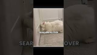This Cat Only Trust Her Owner 🐈 ❤️