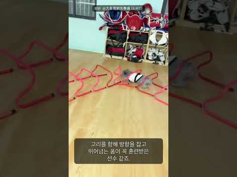 이 강아지, 장애물 코스를 이렇게 우아하게 통과한다고요?