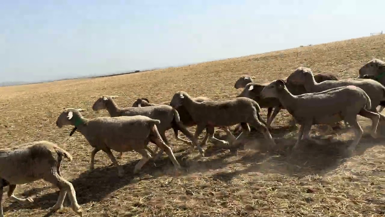 Para los que critican mi manejo...por desconocimiento e ignorancia