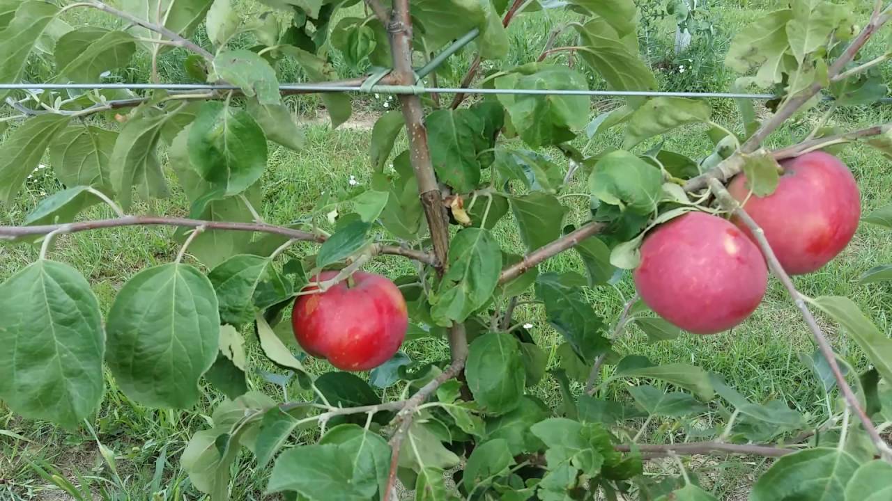 Яблоки Женева Описание Фото Отзывы