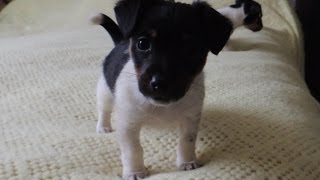 Jack Russell puppies - lovely temperaments