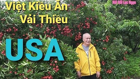 Đón Cô Chú Việt Kiều Mỹ Từ Nhà  SAPA TV Xuống Thăm Và Bẻ Vải Thiều Lục Ngạn I Núi Đồi Lục Ngạn