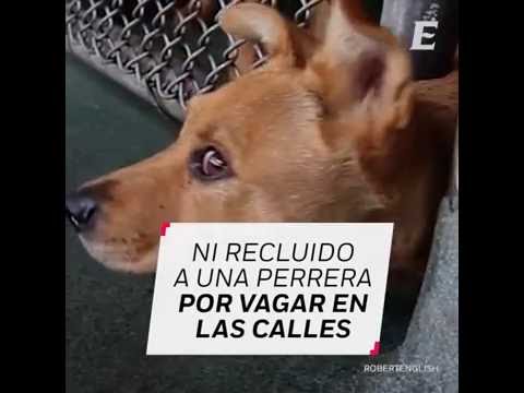 ¿Cómo logró Holanda acabar con los perros callejeros?