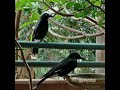 Currawong singing "excuse me" super loud!