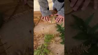 Dig Discover Dinosaurs