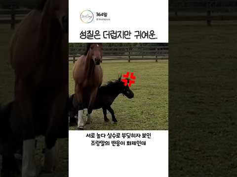성질은 더럽지만 귀여운 조랑말 ㅋㅋㅋ thumbnail