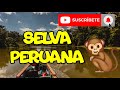 LOS SIETE MEJORES ATRACTIVOS TURÍSTICOS DE LA SELVA PERUANA🐸