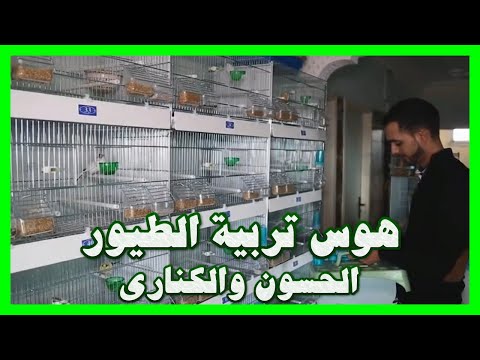 ربورتاج الحسون والكناري وأنواع اخرى هوس تربية الطيور