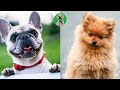  good vibes with super cute doggies  compilation   petlovers ph