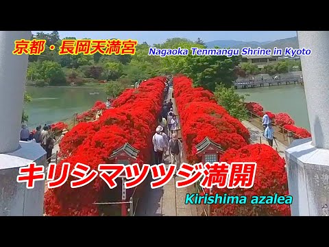 京都・長岡天満宮のキリシマツツジ（2025年4月22日　京都府長岡京市）Kirishima azalea at Nagaoka Tenmangu Shrine in Kyoto