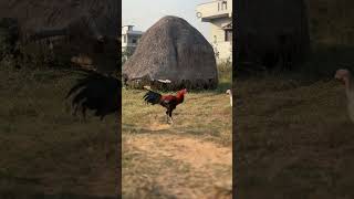 SIDDAM #reels #lifeisbutadream #trending
