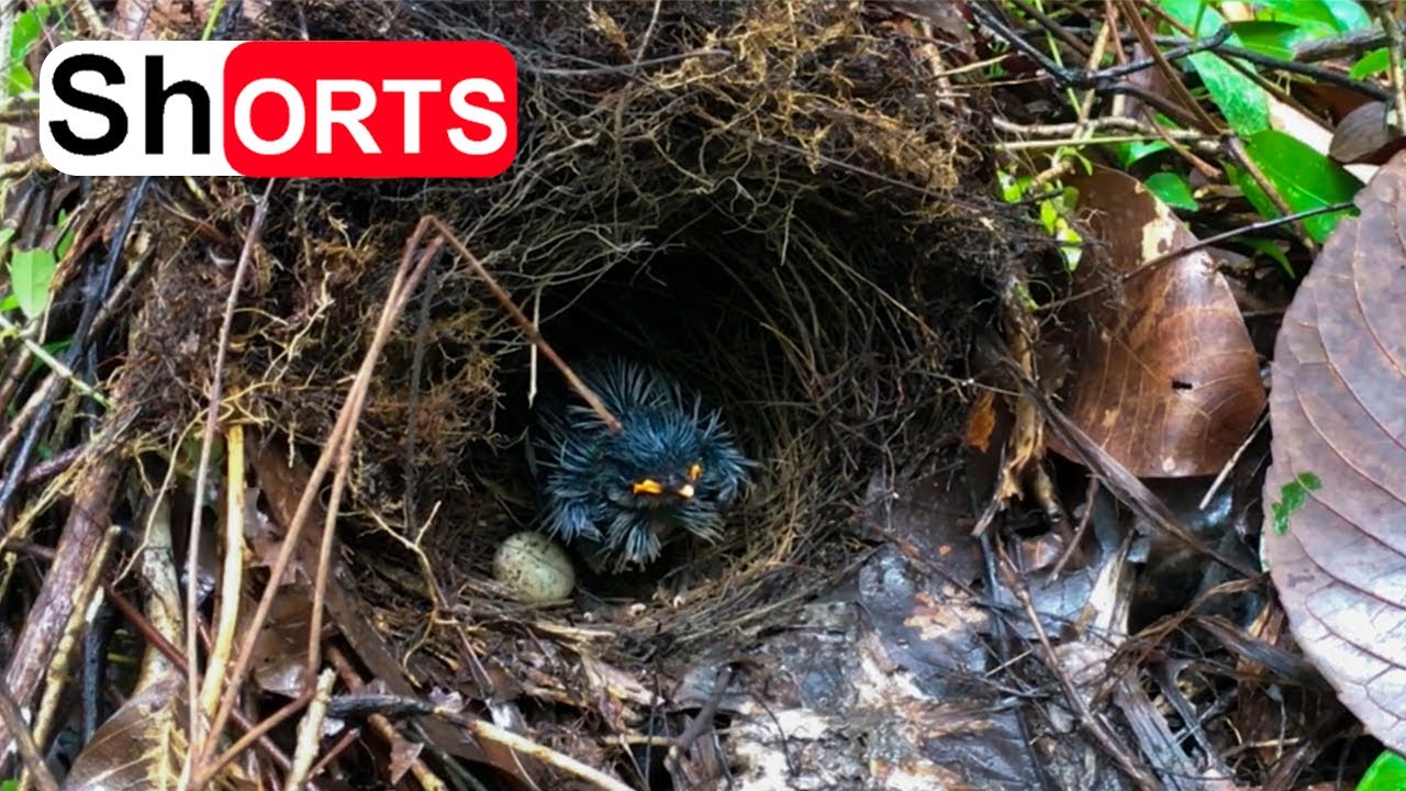 Mother Bird Stays at the Nest Longer, After One Chick Disappear! – Blue