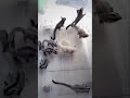 Sugar Glider সুগার গ্লাইডার এর দাম বাংলাদেশ #shorts #foryou #shortvideo #viralvideo