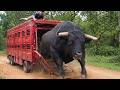 The First Time These Animals Felt Freedom… You Won’t Believe It