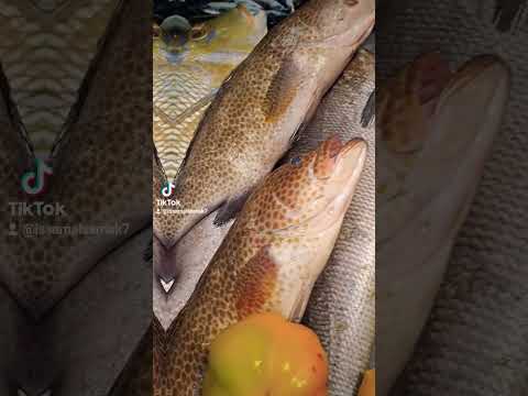 مطعم اسماك تبارك في مدينه الخصوص