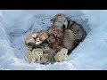 Rescue 9 Homeless Puppies and Mom Live In The Snow Will Make Warm Your Heart