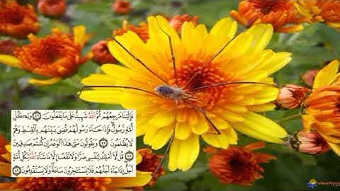 صفحة-214 page سعد الغامدي - -سورة يونس -10-Jonas) Yunus)
