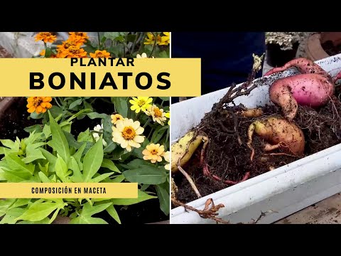 Video: Cultivo de bergenia en macetas: ¿puedes cultivar bergenia en un contenedor?