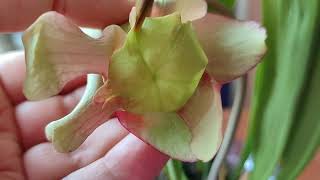 Саррацения. Опыление цветка. Как получить семена? Sarracenia Leucophylla(гибрид).