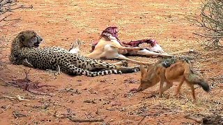WORLD’S FASTEST ANIMALS FAIL,Take Down Cheetah With  Fox Hunt Imapala Fail || Wild Safari Sightings